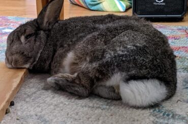 Charlie’s favorite pillow is this block of wood