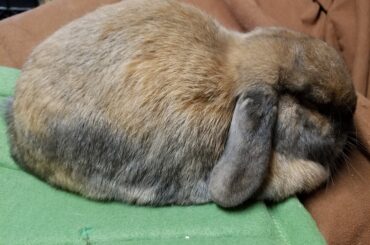 The Brooding Brioche