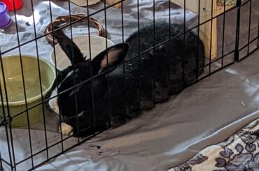 Between the gate, bowls, and bed specifically is the best spot
