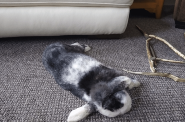 Bun.exe has stopped working. She's an all or nothing bunny. Either zooming around the house or completely flopped sleeping, often right in the middle of the floor.