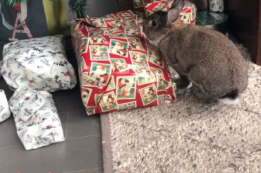 Asparagus is looking for his presents