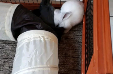 Artemis and Apollo say hello