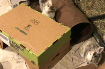 They love standing up to look around the boxes