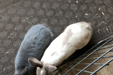 Breakfast always gets them going