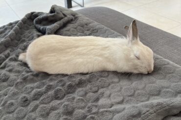 After an exhausting episode of sleeping on the floor for two hours just before