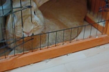 Sir Honey Bun must have a mouth rest in order to relax properly.