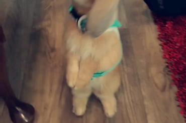 We've had Hunny for 2 weeks now, last week she got a harness. What harnesses do y'all recommend? And any training advice or tips? Thank you!!