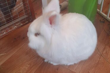 The white cob loaf with scattered raisins. (and cheeky side-eye from a wholemeal loaf to the left)