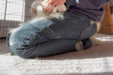 lagopie. follow me fur more recipes 🥧🤣