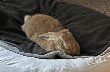 Oh, you’re in the middle of fixing this dog bed? Looks like a great place to loaf, thanks mom!