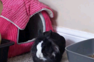 Dahlia's loaf transformation