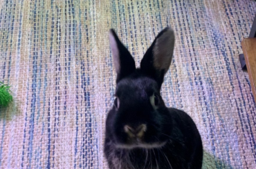 Gary always stands up and begs while I work.