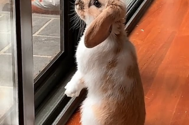 Sometimes ma Bunny behaves like a Watch Dog and very alert!