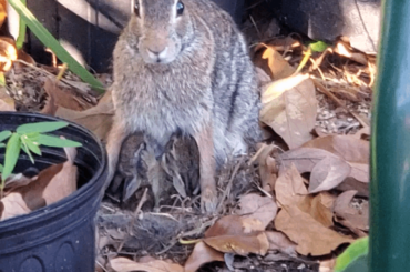 Mother rabbit feeding babies in our garden bed (thank you binary_cleric)