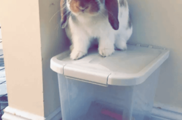 Happy Easter from my hungry bun