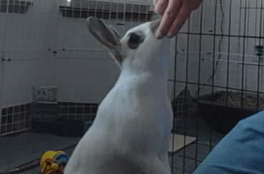 Heidi has learned her first trick!