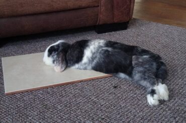 It's 40° in the UK today and Winter the Rabbit has melted. (Don't worry, she's ok. These are chilled tiles, she has loads of fresh water and enough energy to go bonkers as usual whenever I get chilled veggies out the fridge - which is about every half hour today!)