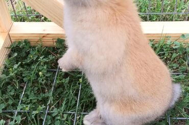 This little girl is enjoying some outdoor play-in-the-grass time.