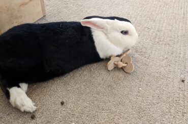 If you don't have a toy under your face are you even really comfy