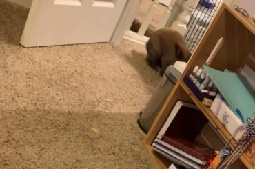 Some rare footage of a floof.