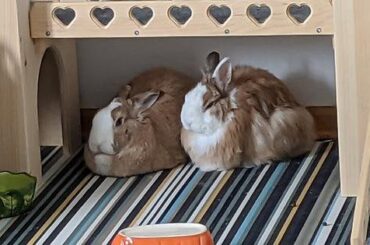 Two Perfectly Golden Loaves