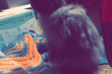 Galactic Jack, bipedal mode