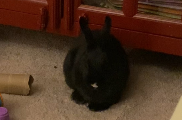 10/10 loaf execution