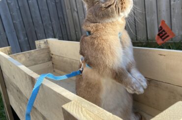getting a better view of all the munchable dandelions!