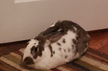 He is such a perfect marble loaf