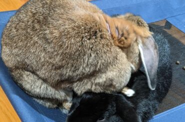 The black bun could care less that his girlfriend is stepping on his neck.
