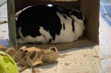 If I fits, I sits