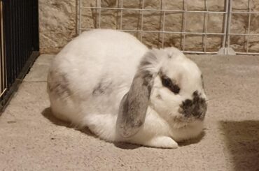 My fluffy little loaf of bread