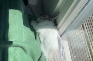 Comfy bunny?