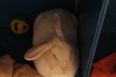 This is Iron Maiden. Here she is at my local Humane Society achieving maximum loaf. I hope she goes to a wonderful home!