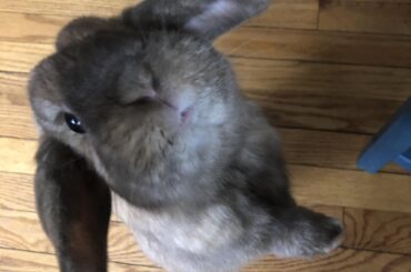 If you don’t give me lettuce, I’m going to fly away with my Dumbo ears