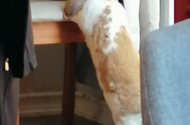 exploring the unknown (chair)