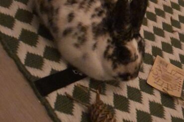 Post-bunstruction loaf