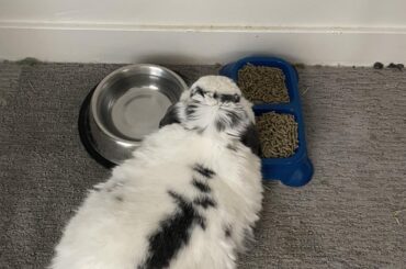 Mom took his water bowl to clean it so now he has to sit on it and have his ear in the water.