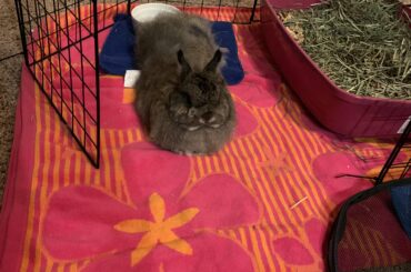 she has whole house to run around, and she sits on her towel 😂