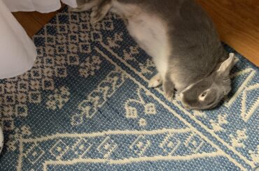 She lays right beside me at my desk.