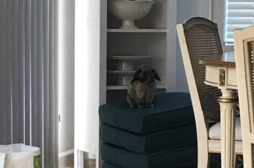 Surveying his kingdom 👑