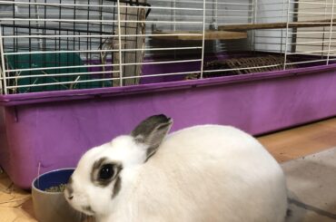 A thiccc loaf of bread