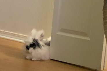 She likes spare door