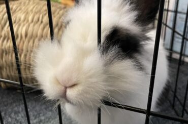 Free roam bunny still loves to hang out with his nose sticking through his x-pen. He was sitting like this for a solid 10 minutes before he moved. Such a weirdo, but I love him so!