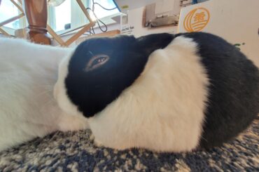 Exquisite dutch loaf