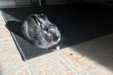 My loaf baking in the sun