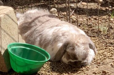 Earl is eating and sleeping at the same time! Talk about multitasking
