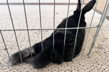 Look human, I am outside the fence
