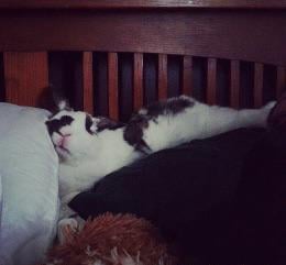 He sleeps