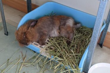 Eat, sleep, and poop, within the same square foot